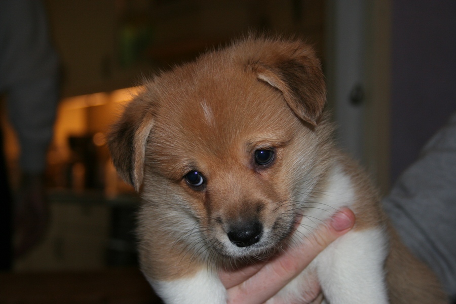 Puppies